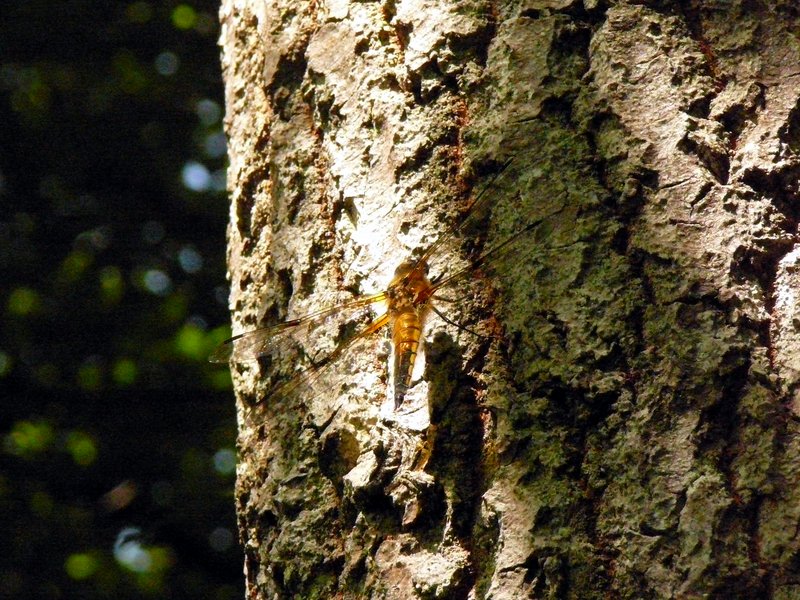 Libellula quadrimaculata   Libellule à quatre taches